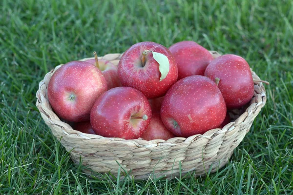 Appel Krat Gras — Stockfoto