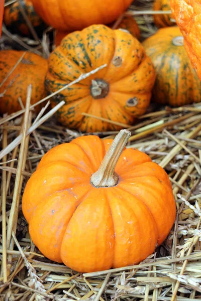 Gran Cantidad Mini Pumkin Mercado — Foto de Stock