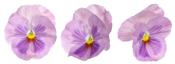 Purple Panse Flower Isolate White — 스톡 사진