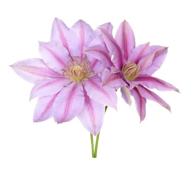  Pembe Clematis.
