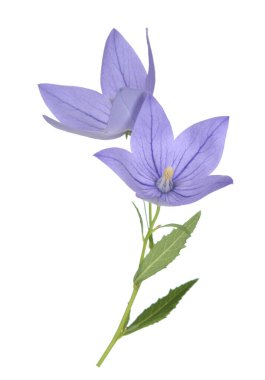 Platycodon 