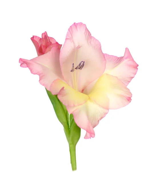 Gladiolus Merah Muda — Stok Foto