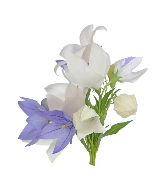 Platycodon dzwonek kwiat — Zdjęcie stockowe