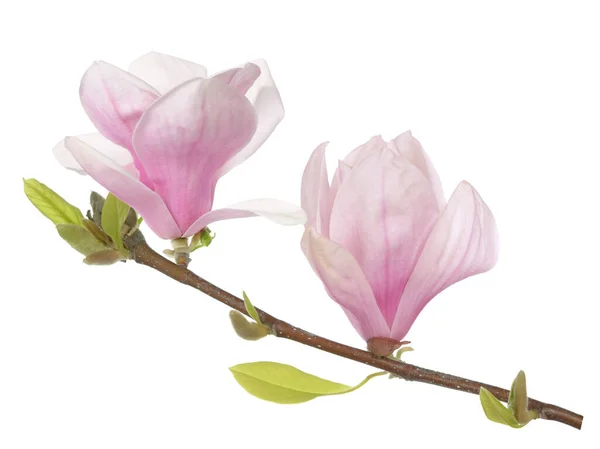 Pembe Manolya Çiçeği Beyazı Izole Eder — Stok fotoğraf
