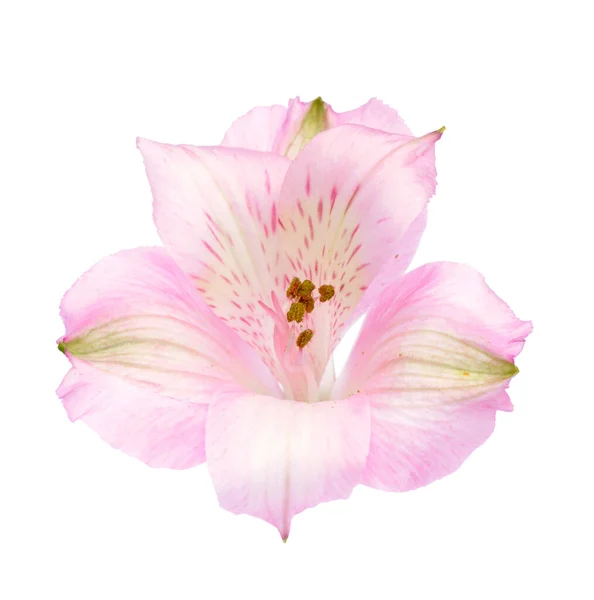 Alstro rosa — Foto Stock