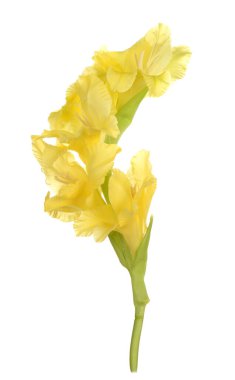 Sarı Glayöl çiçek