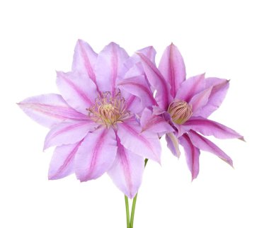 Clematis pembe