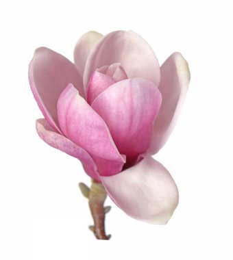 Tek Manolya çiçeği 