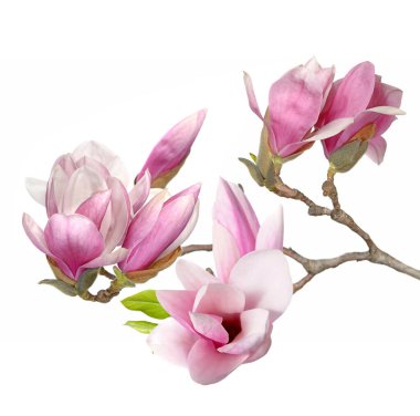 pembe Manolya