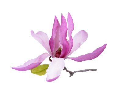 pembe Manolya çiçeği 