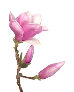 pembe Manolya 