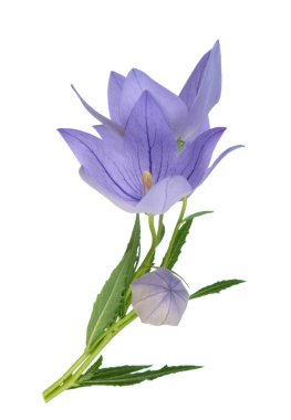 platycodon çiçekleri