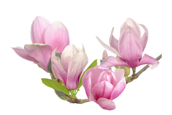 Roze magnolia — Stockfoto