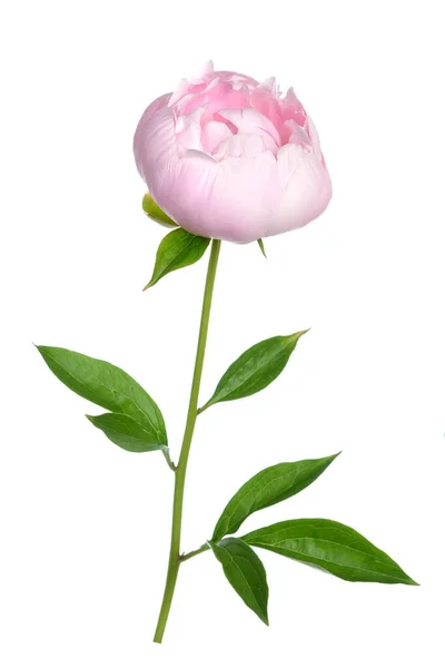 Peonía rosa — Foto de Stock