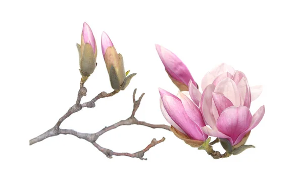 Roze magnolia — Stockfoto