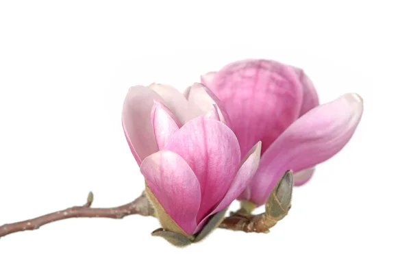 Magnolia rosa — Foto de Stock