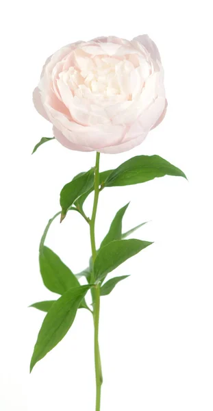 Rosa pion — Stockfoto