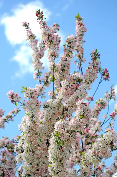 Beyaz kiraz çiçek — Stok fotoğraf