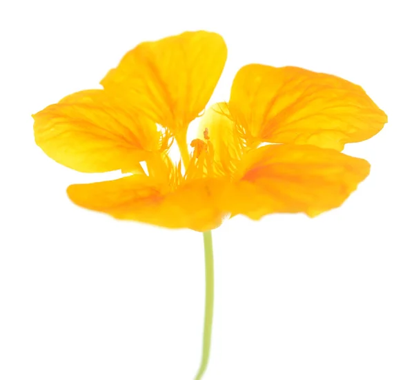 Όμορφο λουλούδι Νεροκάρδαμο — Φωτογραφία Αρχείου