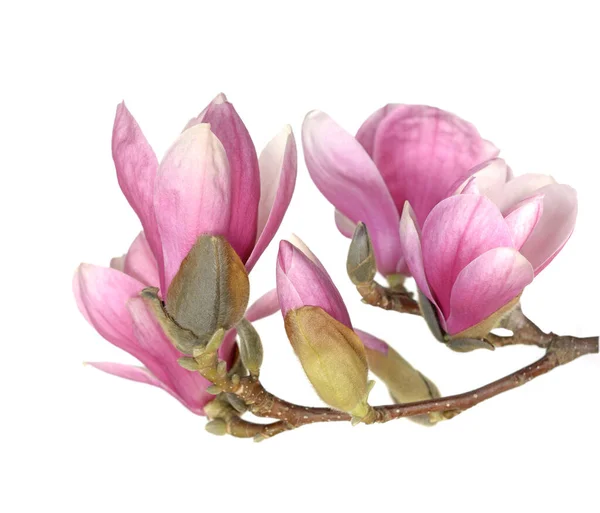 Pink Magnolia Isolated White — Stock Photo, Image