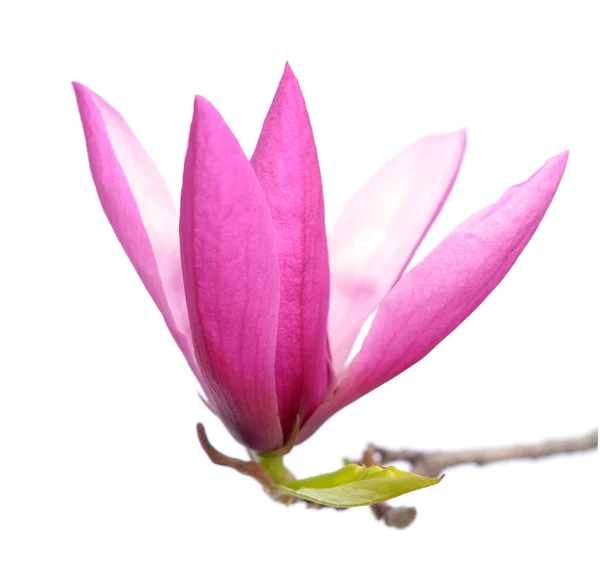 Magnolia rosa —  Fotos de Stock