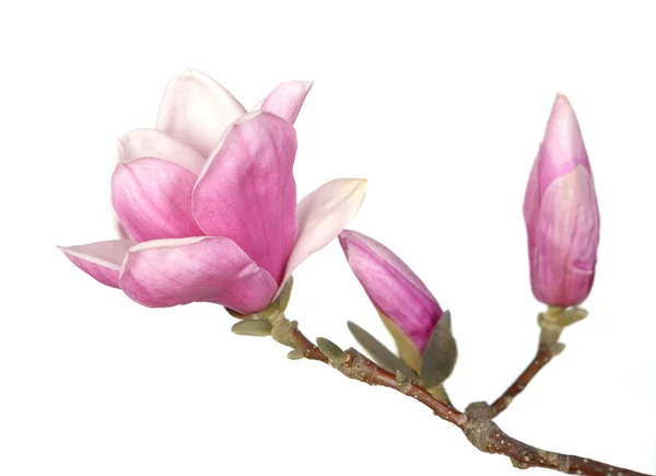 Rózsaszín magnolia — Stock Fotó