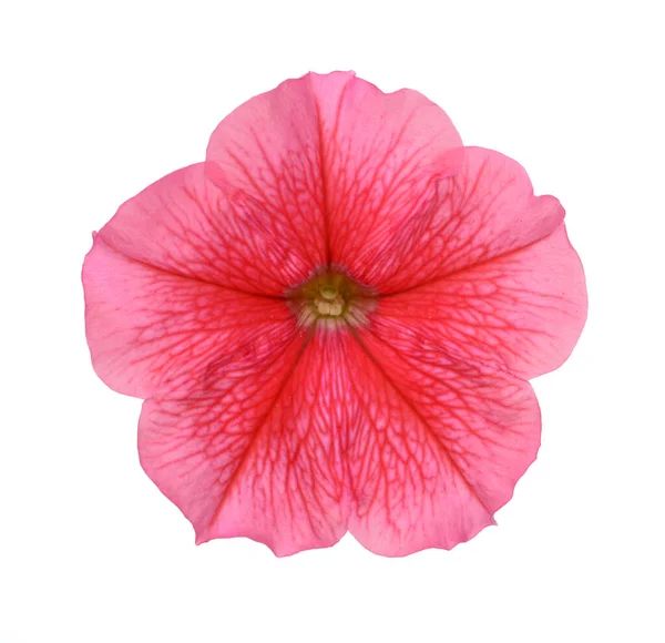 Petunia rossa — Foto Stock