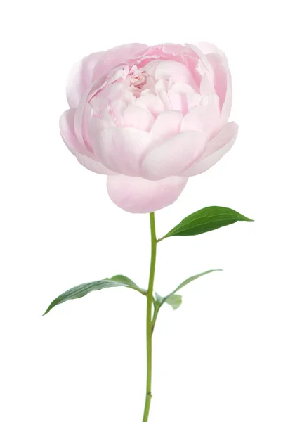 Single pink peony — Stock Photo, Image