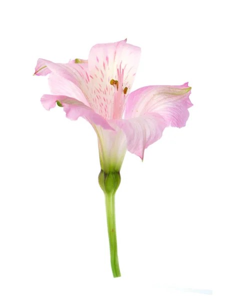 Alstroemeria pink — Stok Foto