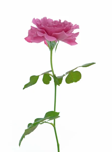 Egy gyönyörű Rózsa — Stock Fotó