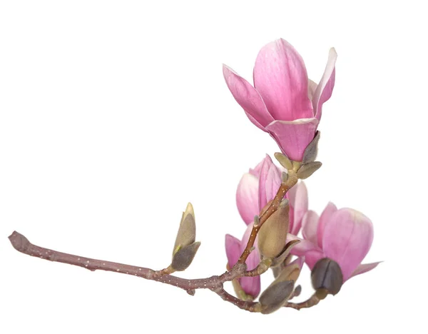 Single Magnolia flower — Stock Photo, Image