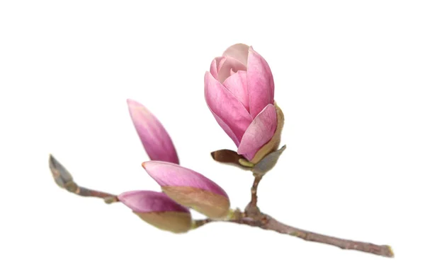 Magnolia flowers — Stock Photo, Image