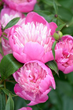 güzel Şakayık çiçekleri 