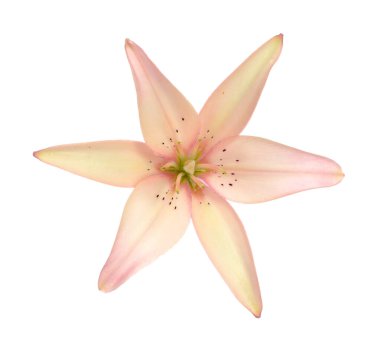 beyaz izole pembe lily çiçek