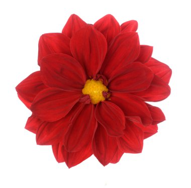 kırmızı yıldız çiçeği