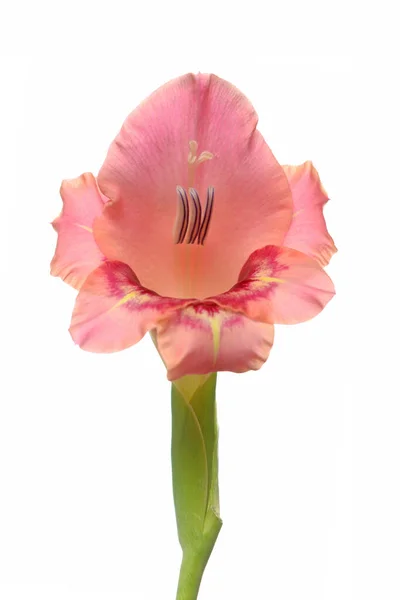 Crepe gladiolus — Stock Photo, Image