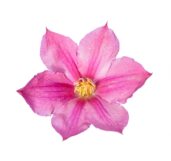 Clematis floreciente — Foto de Stock