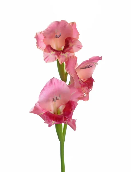 Bunga Gladiolus — Stok Foto