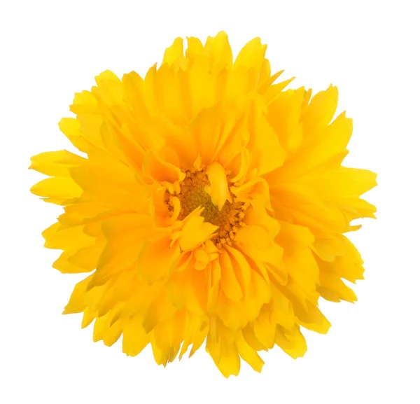 Daisy flower — Stock Photo, Image