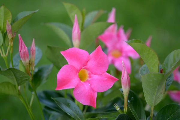 マグネタ・ディプラーデニアの花 — ストック写真