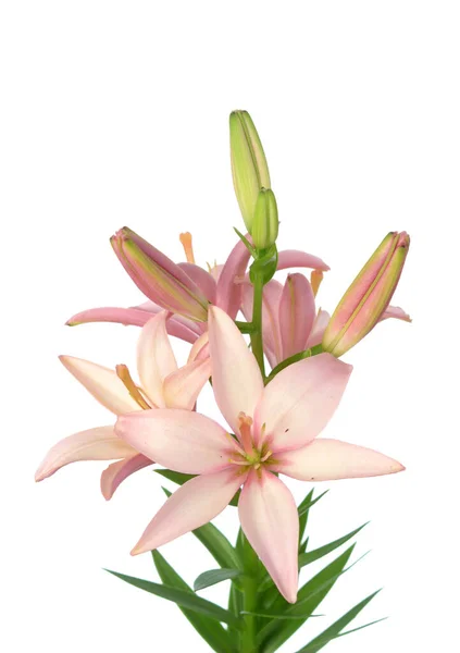 Bunga Lily — Stok Foto