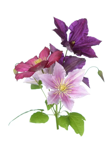 Clematis květiny — Stock fotografie