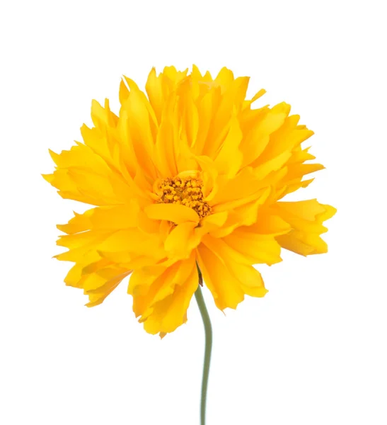 Daisy flower — Stock Photo, Image