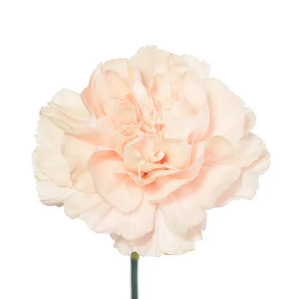 Tan carnation flower — Stock Photo, Image