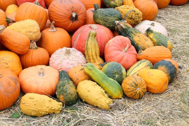 meşe palamudu kabak