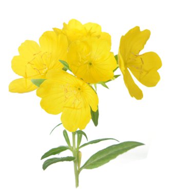  Sarı çuha çiçeği