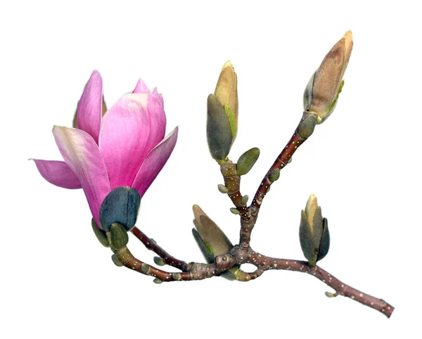 Sucursal Magnolia — Foto de Stock