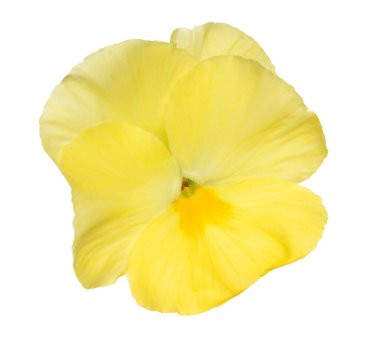 Sarı Hercai Menekşe