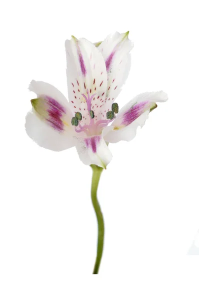 Alstro kwiat — Zdjęcie stockowe