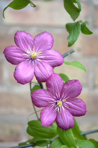 Flores de Clematis — Foto de Stock